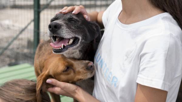 Mulher fazendo carinho em cachorros.