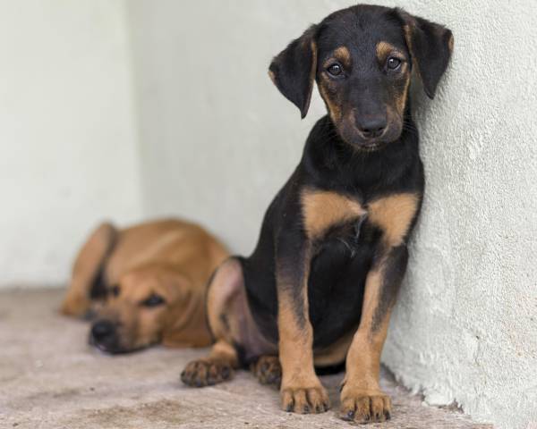 Dois cachorros SRD (sem raça definida).