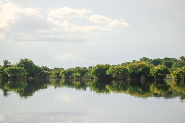 Rio e floresta amazônica.