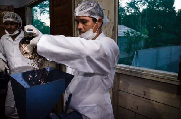 Dois homens colocando produto em máquina para trituração, em comunidade no Amazonas.