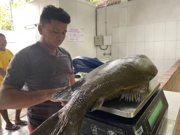 Homem pesando tambaqui na Feira do Tambaqui, realizada Fundação Amazônia Sustentável (FAS).