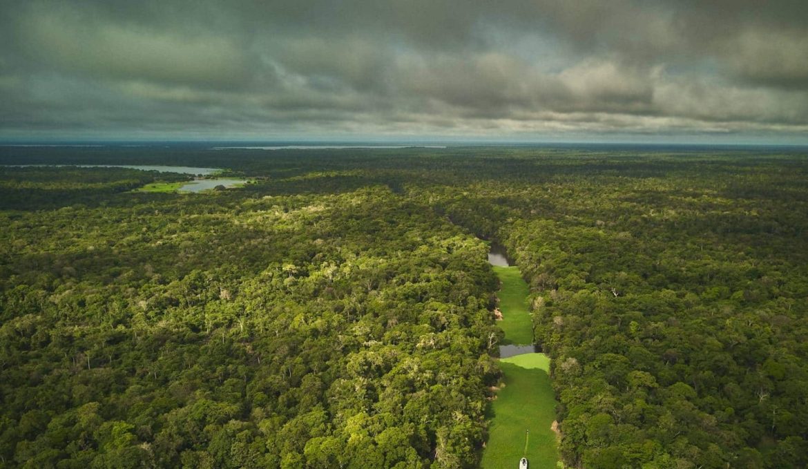 Foto panorâmica da floresta amazônica.