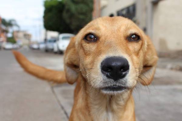 Cachorro vira-lata representando o programa da Fundação Amazônia Sustentável.